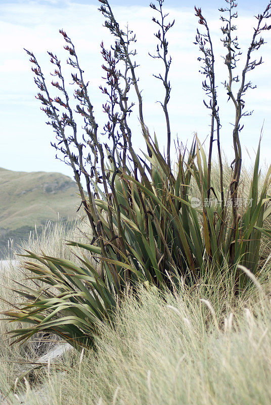 Harakeke (NZ Flax)景观，新西兰